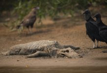 Battle on to save Brazil’s tropical wetlands from flames Vultures stand next to the carcass of an alligator on the banks of the Cuiaba River in Brazil, Saturday, Sept. 12, 2020. Wildfire has infiltrated the state park, an eco-tourism destination that is home to thousands of plant and animal species. ANDRE PENNER/AP PHOTO