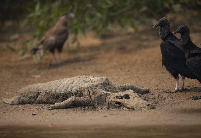 Vultures stand next to the carcass of an alligator on the banks of the Cuiaba River in Brazil, Saturday, Sept. 12, 2020. Wildfire has infiltrated the state park, an eco-tourism destination that is home to thousands of plant and animal species. ANDRE PENNER/AP PHOTO Vultures stand next to the carcass of an alligator on the banks of the Cuiaba River in Brazil, Saturday, Sept. 12, 2020. Wildfire has infiltrated the state park, an eco-tourism destination that is home to thousands of plant and animal species. ANDRE PENNER/AP PHOTO