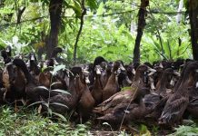 The Department of Agriculture turns over 1,800 heads of ducks to the members of Sitio San Juan Farmers Association in Barangay San Roque, Libertad, Antique. DA 6 LIVESTOCK PROGRAM