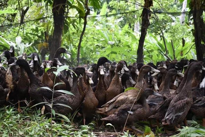 The Department of Agriculture turns over 1,800 heads of ducks to the members of Sitio San Juan Farmers Association in Barangay San Roque, Libertad, Antique. DA 6 LIVESTOCK PROGRAM