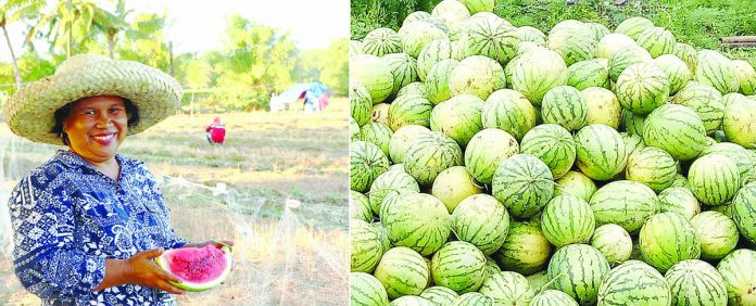 Biz - LANDBANK1_c2 Annie Suela, a watermelon farmer from Sibalom, Antique, availed of LANDBANK’s Agricultural Competitiveness Enhancement Fund loan program in 2019 to finance her watermelon production. With the existing quarantine protocols due to COVID-19, Suela once again relied on LANDBANK’s assistance to cushion the effect of the pandemic on her livelihood.