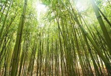 Iloilo eyed as bamboo powerhouse in 2030 Department of Environment and Natural Resources - Capiz provincial head Ruel Delos Reyes says that Capiz got the biggest share of the estimated 13,000 hectares for the bamboo planting program in Western Viasayas. FAIRENOUGH.CO