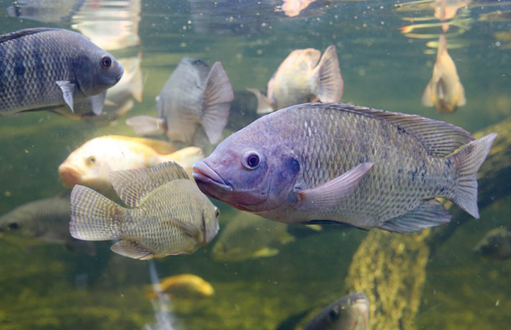java tilapia -fotos und -bildmaterial in hoher... Tilapia hatchery opens in Aklan