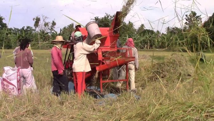 biz banner The Agriculture department is discouraging importers from bringing in rice during the harvest season to help local farmers reeling from the continued drop in palay prices. SCREENGRAB FROM YOUTUBE VIA STEVE KNAGGS
