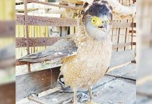 Crested serpent eagle turned over to CENRO-Guimbal A crested serpent eagle (Spilornis cheela) was found in Barangay Diday, Miag-ao, Iloilo. CENRO GUIMBAL