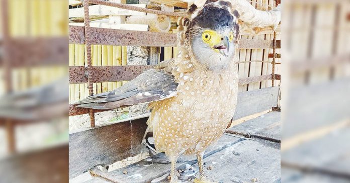 crested serpent eagle A crested serpent eagle (Spilornis cheela) was found in Barangay Diday, Miag-ao, Iloilo. CENRO GUIMBAL