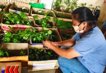 WV families, learners urged to grow food at home for better nutrition, food security About 7,800 vegetable seedlings were distributed by the Capiz provincial government thru its Office of the Provincial Agriculturist to 240 households in eight barangays in Roxas City. CAPIZ KABALAKA INFORMATION CENTER/FB
