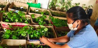 About 7,800 vegetable seedlings were distributed by the Capiz provincial government thru its Office of the Provincial Agriculturist to 240 households in eight barangays in Roxas City. CAPIZ KABALAKA INFORMATION CENTER/FB