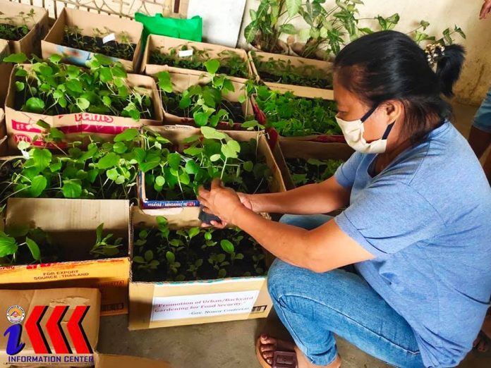 garden About 7,800 vegetable seedlings were distributed by the Capiz provincial government thru its Office of the Provincial Agriculturist to 240 households in eight barangays in Roxas City. CAPIZ KABALAKA INFORMATION CENTER/FB