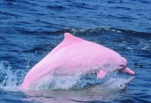 Rare pink dolphins are returning to the waters between Hong Kong and Macau. AGRICULTURE, FISHERIES AND CONSERVATION DEPARTMENT OF HONG KONG/FB
