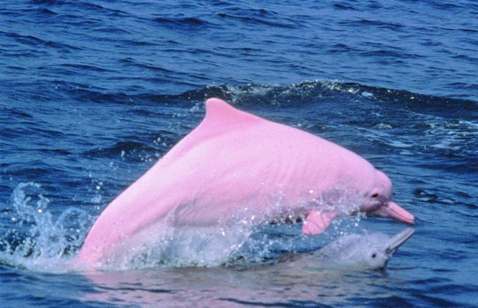 Rare pink dolphins are returning to the waters between Hong Kong and Macau. AGRICULTURE, FISHERIES AND CONSERVATION DEPARTMENT OF HONG KONG/FB