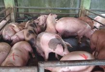 Antique hog raisers earn P12M in 2 months Photo by MA Albert Estoya/ Agriculture Monthly