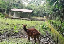 Wildlife, conservation park in Iloilo opens to public Endangered Visayan spotted deer inside the Mari-it Wildlife and Conservation Park in Barangay Jayubo, Lambunao, Iloilo. PHOTO COURTESY OF PERLA LENA/PNA
