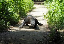 ‘Jurassic Park’ project no threat to Komodo dragon, says Indonesia A Komodo Dragon is seen in Komodo National Park, Indonesia. HENNING GLOYSTEIN/REUTERS