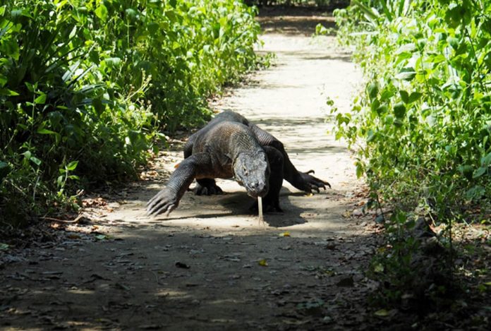 A Komodo Dragon is seen in Komodo National Park, Indonesia. HENNING GLOYSTEIN/REUTERS