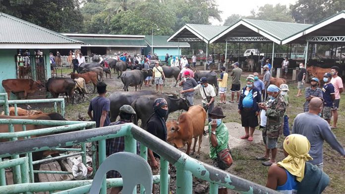 leon Local traders from nearby towns and provinces would come to the “Karbawan” in Leon, Iloilo to trade their live animals which include swine, cattle, native chicken, and small ruminants. PHOTO FROM DA-RAFID RFO VI/FB