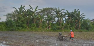 A farmer uses hand tractor to plow the field before planting palay seedlings in Barangay Tigum, Pavia, Iloilo. Director Remelyn Recoter of the Department of Agriculture Region advised farmers to always be on the lookout for weather forecasts with the onset of La Niña. IAN PAUL CORDERO/PN