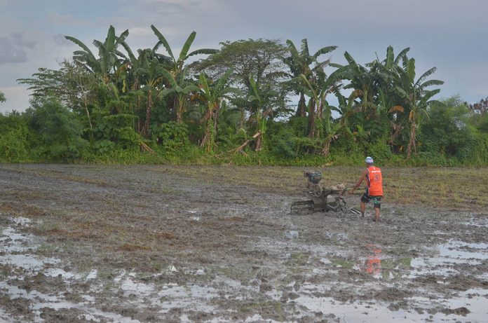 news glenda palay A farmer uses hand tractor to plow the field before planting palay seedlings in Barangay Tigum, Pavia, Iloilo. Director Remelyn Recoter of the Department of Agriculture Region advised farmers to always be on the lookout for weather forecasts with the onset of La Niña. IAN PAUL CORDERO/PN