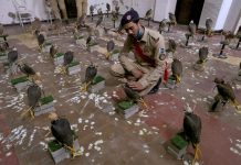 Pakistan stops bid to smuggle endangered falcons A Pakistan custom official sits beside the confiscated falcons, displayed for media, in Karachi, Pakistan on Saturday. AP