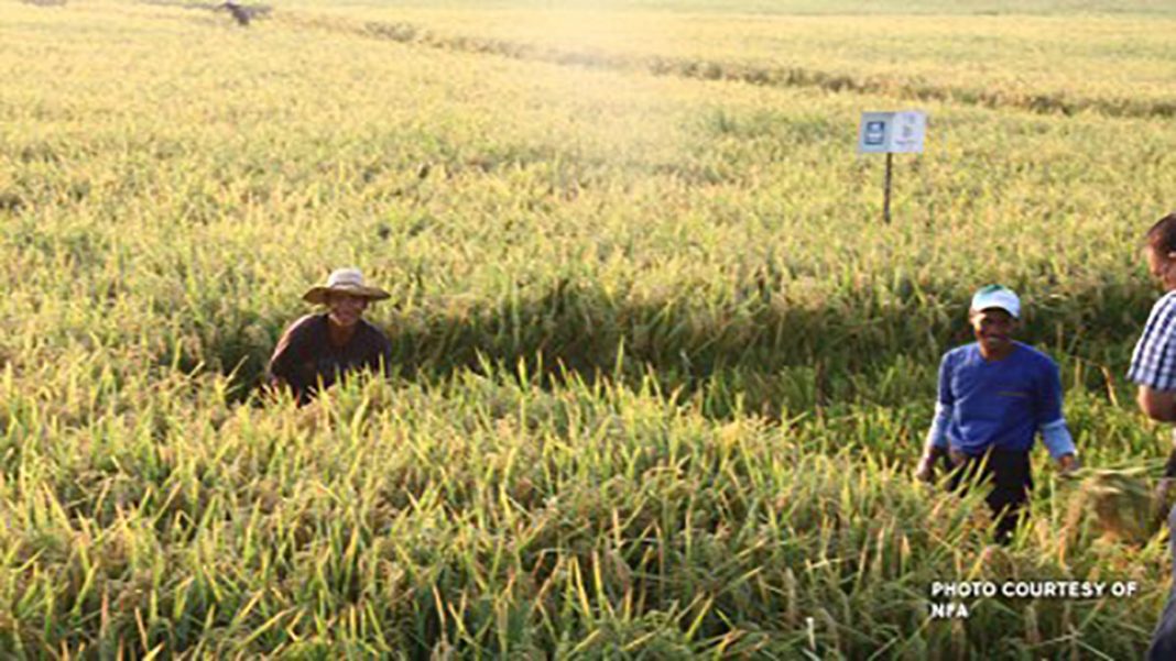 Palay prices reach P19 per kilo in topproducing areas DA