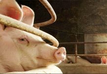 For the first time in a year, South Korea found new cases of African swine fever on a farm this week, forcing authorities to cull at least 1,500 pigs. ABS-CBN NEWS/FILE PHOTO