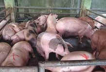 P7.5-M feed mill seen to spur Antique livestock farming Animal raisers in Antique complain about the high cost of commercial feeds resulting in meager profits. A feed mill project of the Department of Agriculture in Sibalom, Antique seeks to address this.