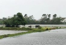 At least 13 killed, dozens missing after typhoon lashes Vietnam Cattle stand in a flooded field as Typhoon Molave sweeps through Hoi An, Vietnam on Oct. 28, 2020. LOIC DIELS/REUTERS