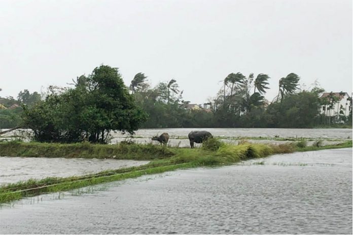 vietnam Cattle stand in a flooded field as Typhoon Molave sweeps through Hoi An, Vietnam on Oct. 28, 2020. LOIC DIELS/REUTERS