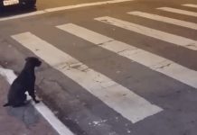 Motorcycle vs dog: driver injured Representative photo. Photo via The News Wheel.