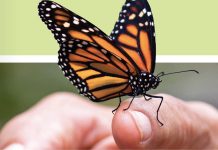 Iloilo City to establish ‘Butterfly Garden’ soon ILLINOIS MONARCH PROJECT / ILAGFORMONARCHS.ORG