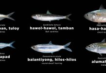 Species not permitted for catching, selling, and buying only include sardines and herrings (tamban/tabagak/tamban-tuloy/balantiong) and mackerels (hasa-hasa/ gumaa/ bulao/alumahan). BFAR VIA DA-6