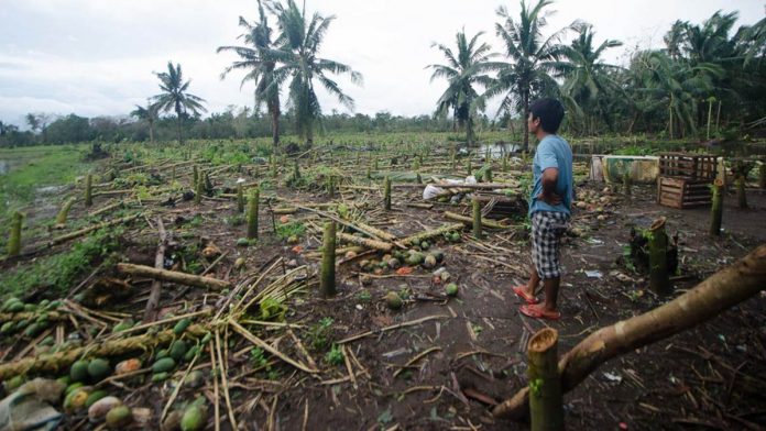 Photo shows the damage brought about by Typhoon Ulysses to a farm in Camarines Norte. ROB REYES/RAPPLER Photo shows the damage brought about by Typhoon Ulysses to a farm in Camarines Norte. ROB REYES/RAPPLER
