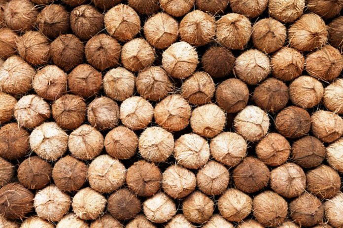 Coconuts heap Photo courtesy of GMA News