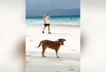 The local government of Malay, Aklan which has jurisdiction over Boracay Island seeks to eliminate stray dogs to protect residents from rabies, a highly fatal disease. PHOTO BY NICKIE CAHILIG