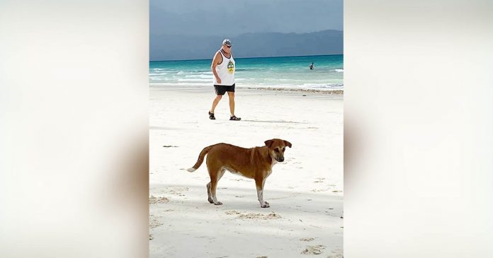 dog The local government of Malay, Aklan which has jurisdiction over Boracay Island seeks to eliminate stray dogs to protect residents from rabies, a highly fatal disease. PHOTO BY NICKIE CAHILIG
