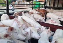 WV still ASF-free, supplies surplus hogs to Luzon Western Visayas is still free from the dreaded African Swine Fever based on the latest National Movement and Zoning Plan for ASF issued by the Bureau of Animal Industry. PHOTO COURTESY OF DA-6