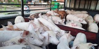 Western Visayas is still free from the dreaded African Swine Fever based on the latest National Movement and Zoning Plan for ASF issued by the Bureau of Animal Industry. PHOTO COURTESY OF DA-6