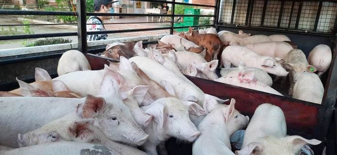 locale Western Visayas is still free from the dreaded African Swine Fever based on the latest National Movement and Zoning Plan for ASF issued by the Bureau of Animal Industry. PHOTO COURTESY OF DA-6