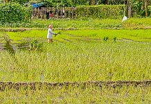 21 Iloilo towns report crop damage due to ‘Quinta’ A farmer plants rice crops in Barangay Jibao-an, Pavia, Iloilo on Nov. 4. The Provincial Agriculture Office remains hopeful that local farmers would be able to harvest one million metric tons of rice by the end of the year. IAN PAUL CORDERO/PN