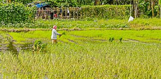 A farmer plants rice crops in Barangay Jibao-an, Pavia, Iloilo on Nov. 4. The Provincial Agriculture Office remains hopeful that local farmers would be able to harvest one million metric tons of rice by the end of the year. IAN PAUL CORDERO/PN