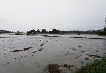 ‘Quinta’ damage to WV agri, fishery reaches P132M Rice paddies in Antique are flooded at the height of typhoon “Quinta” last week. The typhoon left around P124.25 million in damage in palay plantation, according to the Department of Agriculture. PNA TYPHOON DAMAGE