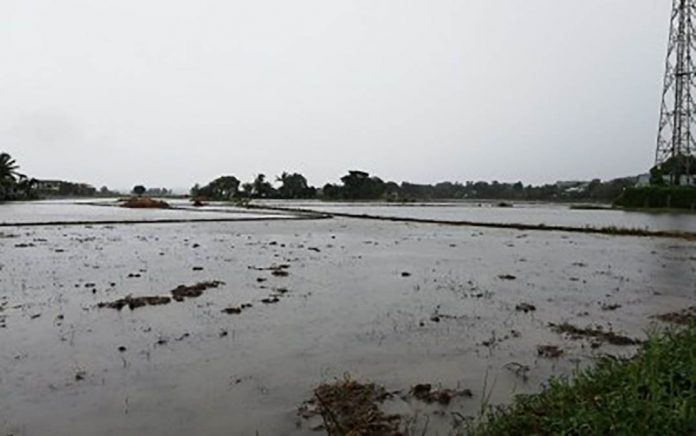 region WV damage pic Rice paddies in Antique are flooded at the height of typhoon “Quinta” last week. The typhoon left around P124.25 million in damage in palay plantation, according to the Department of Agriculture. PNA TYPHOON DAMAGE