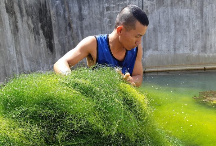 HARVESTING ‘SPAGHETTI ALGAE’ A worker gathers bundles of “spaghetti algae” (Chaetomorpha linum) grown in a hatchery wastewater catchment facility in Tigbauan, Iloilo. Photo by JB Biñas. HARVESTING ‘SPAGHETTI ALGAE’ A worker gathers bundles of “spaghetti algae” (Chaetomorpha linum) grown in a hatchery wastewater catchment facility in Tigbauan, Iloilo. Photo by JB Biñas.