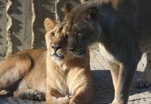 Four lions test positive for COVID at Barcelona zoo