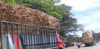 Cane trucks on way to sugar mills in the northern part of Negros Occidental. The Sugar Regulatory Administration on Tuesday said the industry is doing well despite the coronavirus pandemic. PNA BACOLOD FILE PHOTO