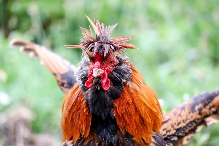 michael-anfang-cockfight-k5iDxLj_3ZI-unsplash Michael Anfang/ Unsplash