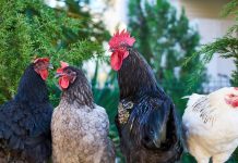 Dutch cull 190,000 chickens after bird flu outbreaks Photo by Engin Akyurt from Pexels
