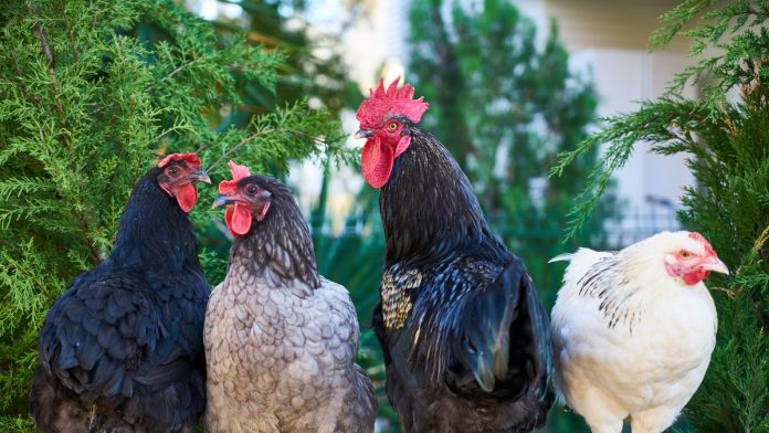 chicken Photo by Engin Akyurt from Pexels