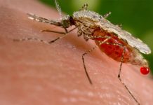An Anopheles stephensi mosquito is obtaining a blood meal from a human host through its pointed proboscis. Note the droplet of blood being expelled from the abdomen after having engorged itself on its host’s blood. CENTERS FOR DISEASE CONTROL AND PREVENTION