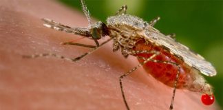 An Anopheles stephensi mosquito is obtaining a blood meal from a human host through its pointed proboscis. Note the droplet of blood being expelled from the abdomen after having engorged itself on its host’s blood. CENTERS FOR DISEASE CONTROL AND PREVENTION